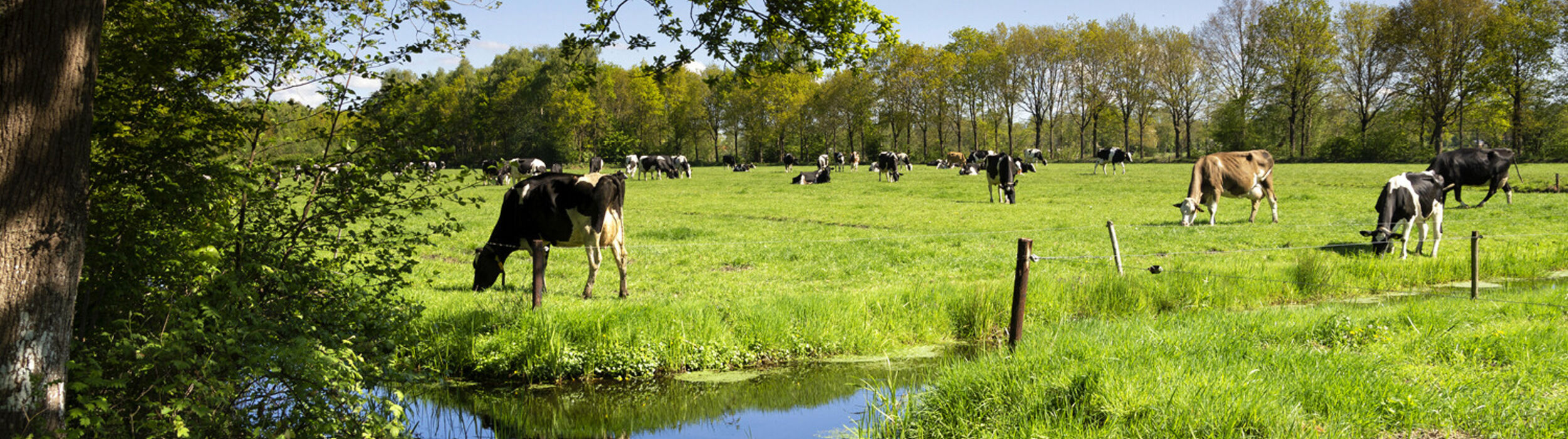 milk-eye-slider-desktop2