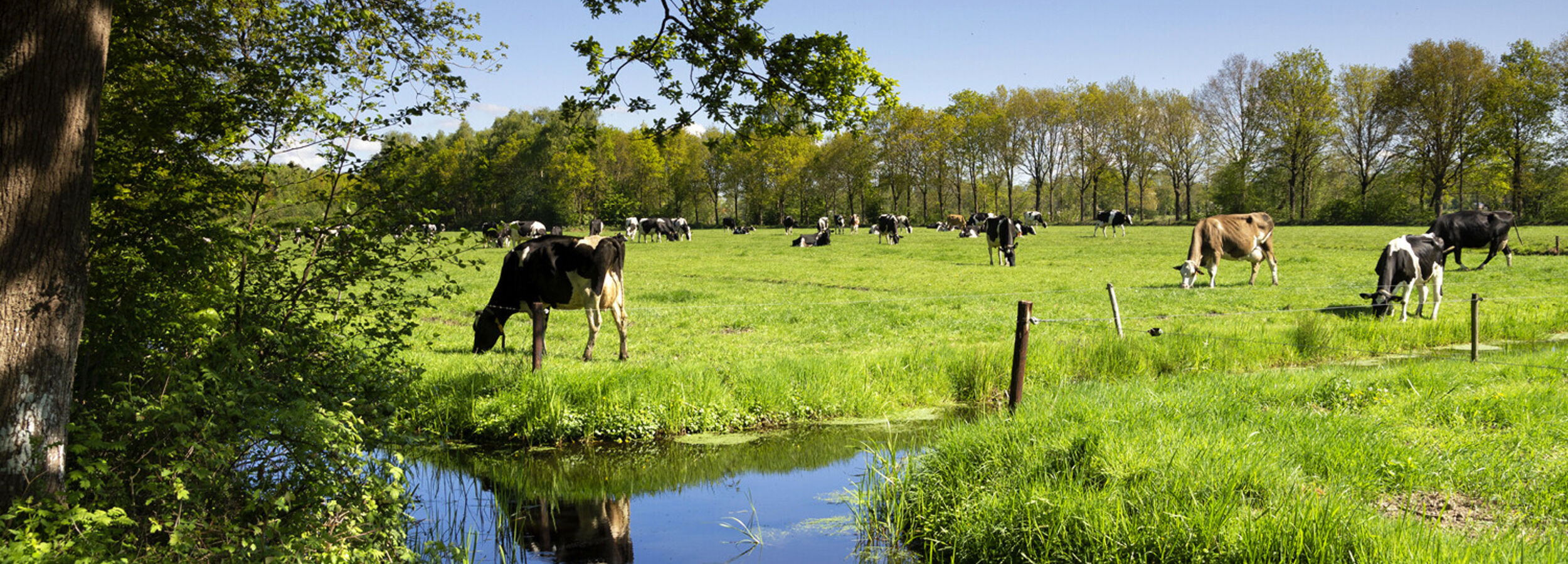 milk-eye-slider-desktop2