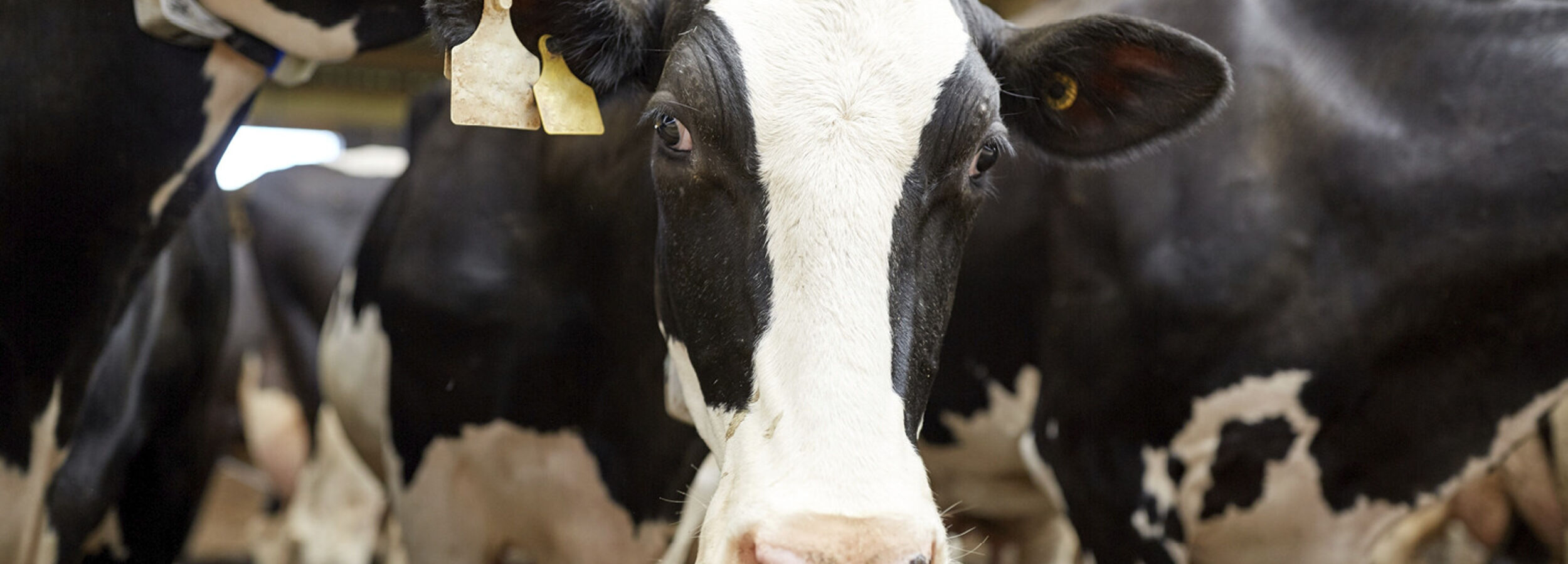 milk-eye-slider-desktop3