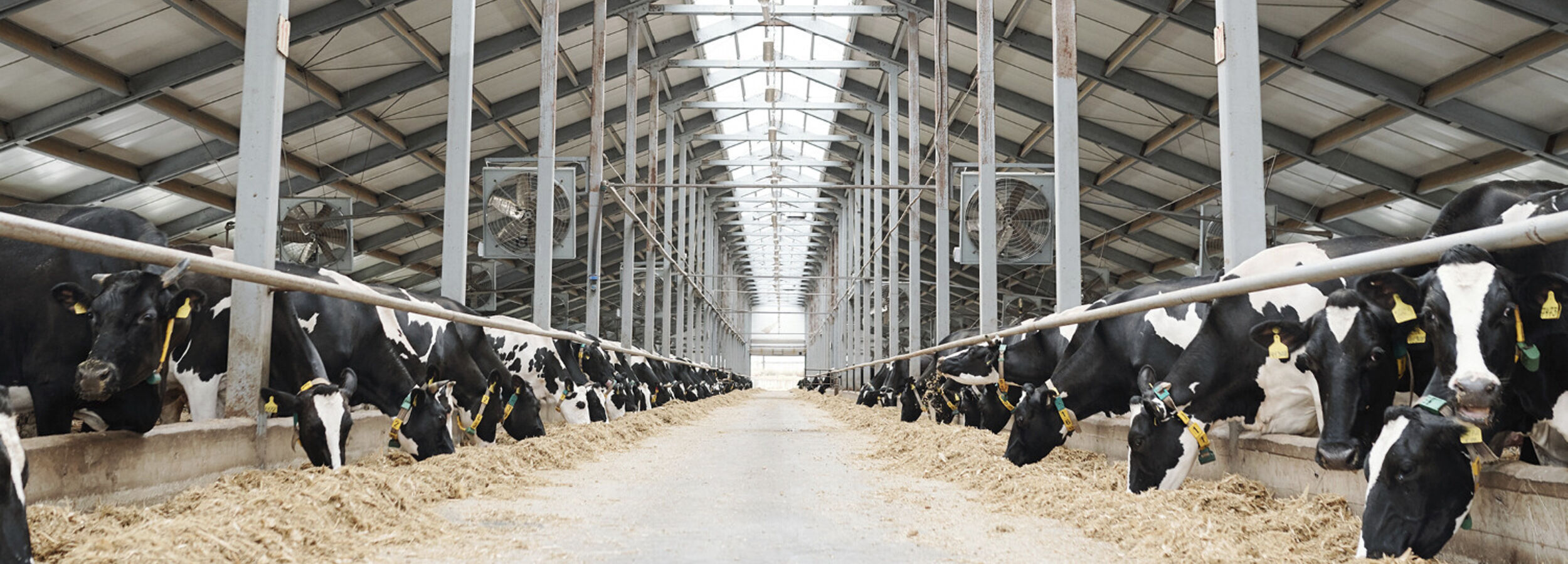 milk-eye-slider-desktop6