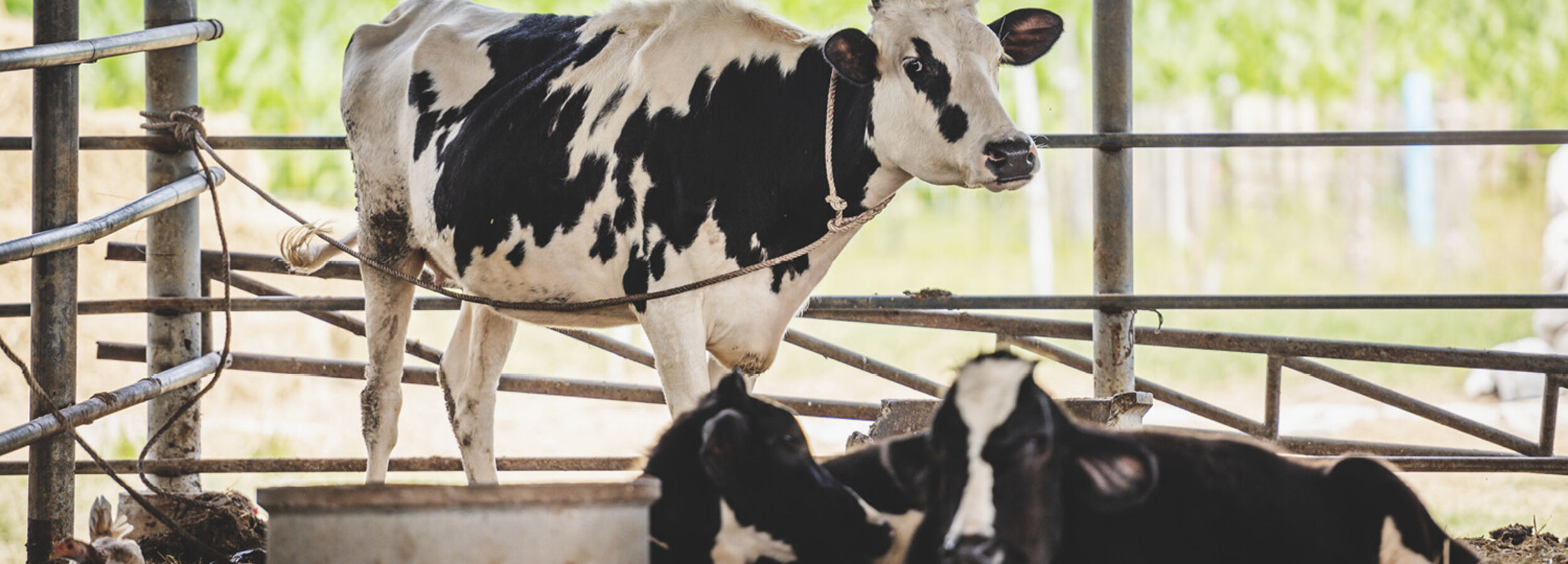 milk-eye-slider-desktop8